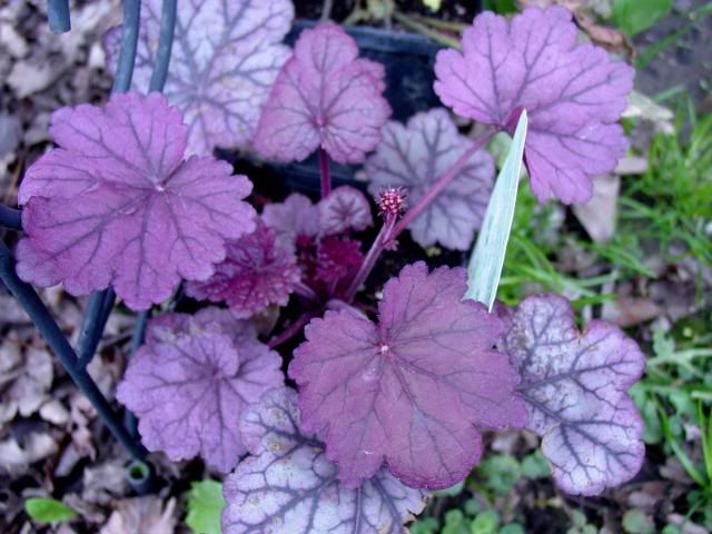 Heuchera Sugar Plum 4-30-11
